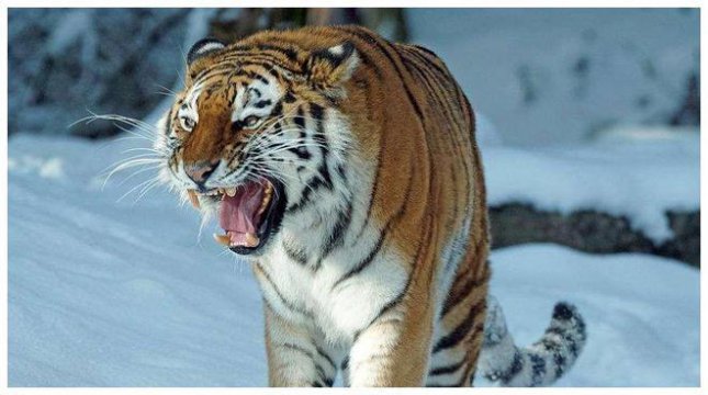 老虎的天敌是黑豹吗，单只老虎被群体生活的黑豹咬死